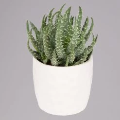 Sukkulenten In Dekotopf 'Honey', Topf-Ø 6 Cm, 3er-Set -Gartenbedarf Verkäufe 0225200537 Mini Sukkulenten Set in Topf Honey 2 117302