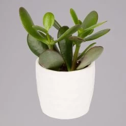 Sukkulenten In Dekotopf 'Honey', Topf-Ø 6 Cm, 3er-Set -Gartenbedarf Verkäufe 0225200537 Mini Sukkulenten Set in Topf Honey 3 117301