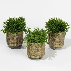 Rhipsalis In Dekotopf 'Binti', Topf-Ø 6 Cm, 3er-Set