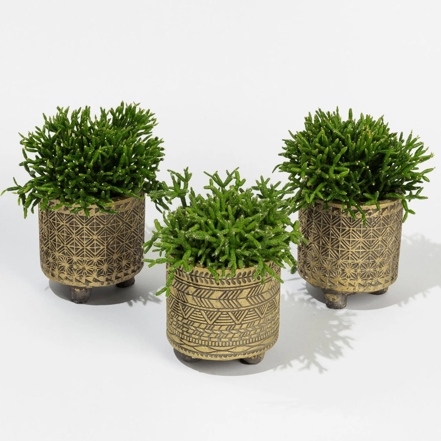 Rhipsalis In Dekotopf 'Binti', Topf-Ø 6 Cm, 3er-Set 1 Rhipsalis In Dekotopf 'Binti', Topf-Ø 6 Cm, 3er-Set