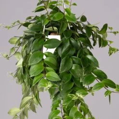 Panaschierte Schamblume, In Blumenampel, Topf-Ø 14 Cm, Höhe Ca. 30 Cm 8 Panaschierte Schamblume, In Blumenampel, Topf-Ø 14 Cm, Höhe Ca. 30 Cm -Gartenbedarf Verkäufe 0230100137 Aeschynanthus variegata 1 1 117817