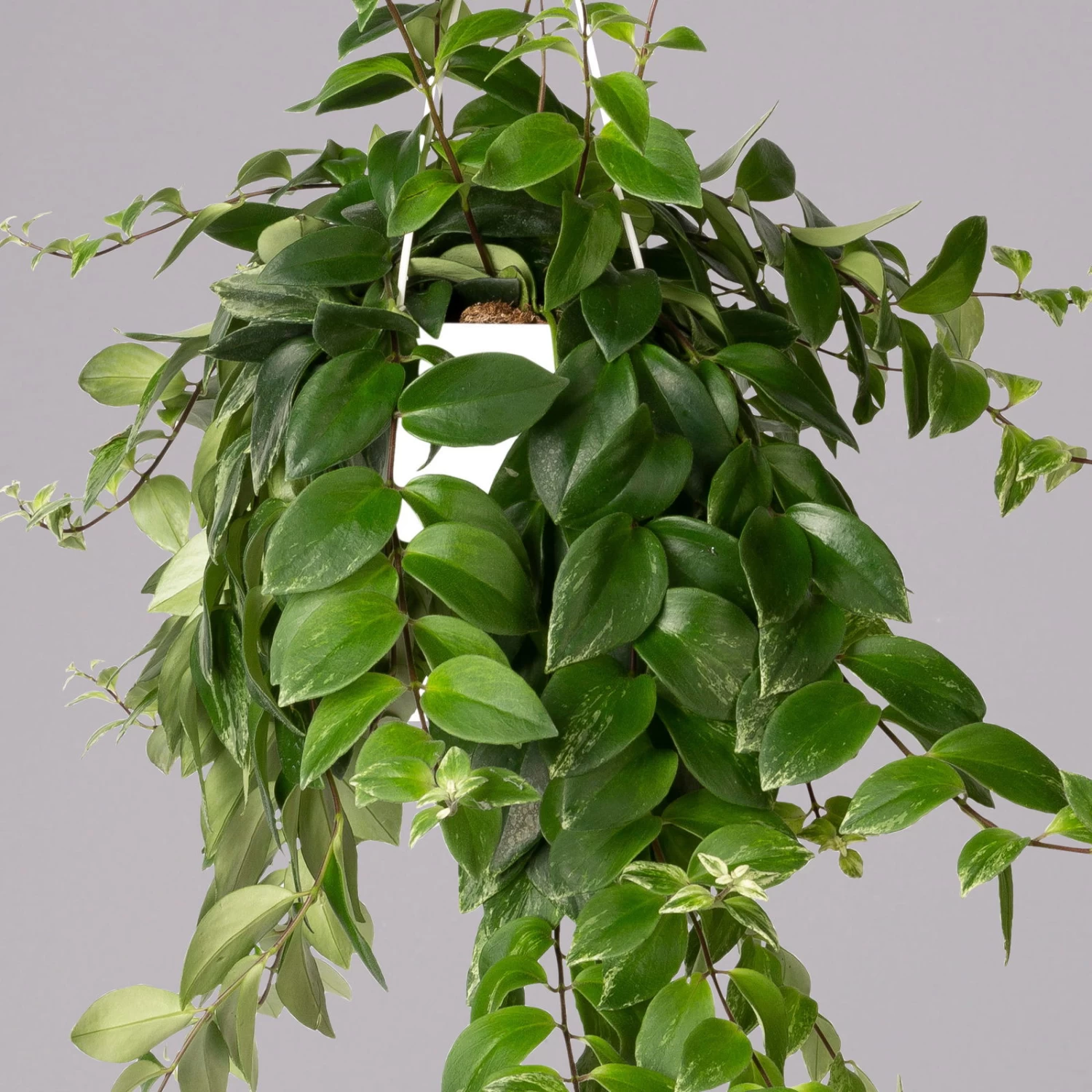 Panaschierte Schamblume, In Blumenampel, Topf-Ø 14 Cm, Höhe Ca. 30 Cm 3 Panaschierte Schamblume, In Blumenampel, Topf-Ø 14 Cm, Höhe Ca. 30 Cm – Bild 3