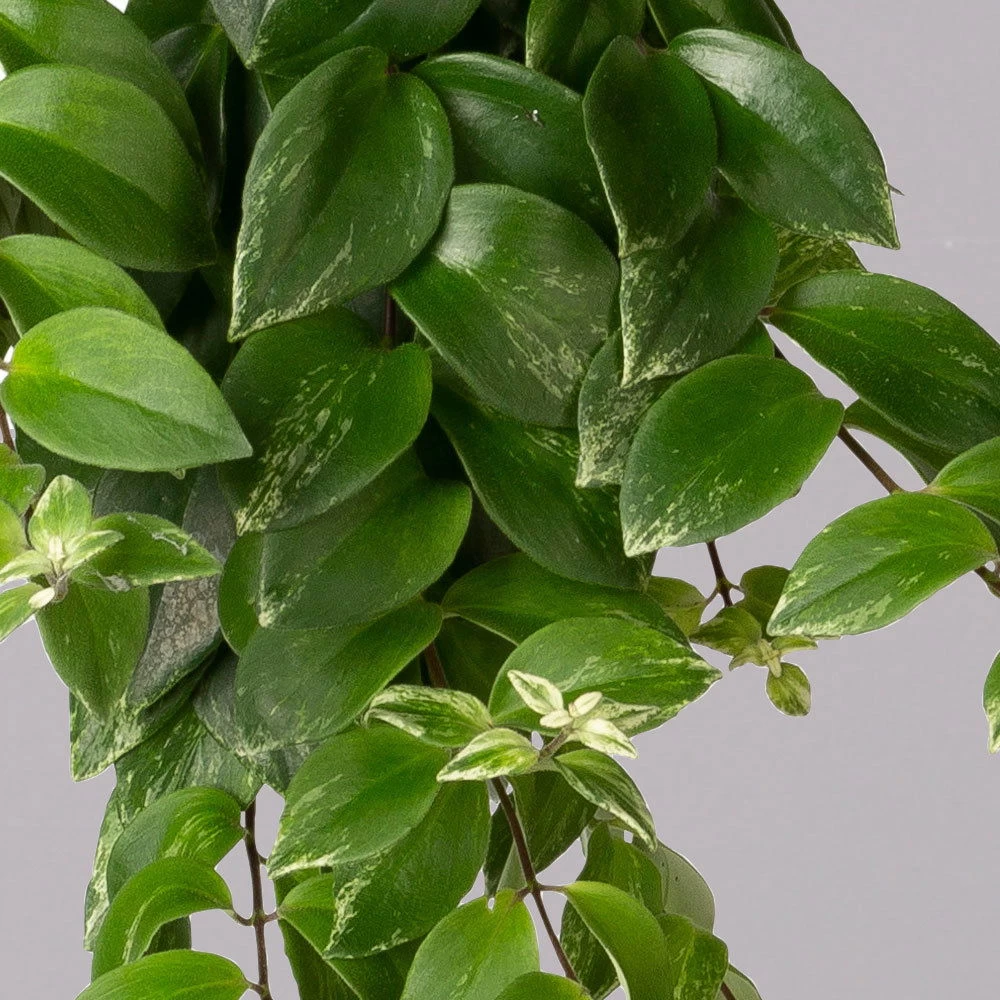 Panaschierte Schamblume, In Blumenampel, Topf-Ø 14 Cm, Höhe Ca. 30 Cm 2 Panaschierte Schamblume, In Blumenampel, Topf-Ø 14 Cm, Höhe Ca. 30 Cm – Bild 2