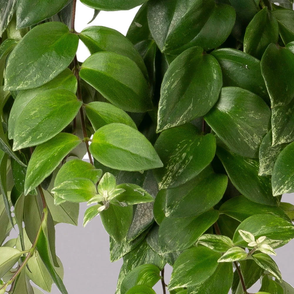 Panaschierte Schamblume, In Blumenampel, Topf-Ø 14 Cm, Höhe Ca. 30 Cm 4 Panaschierte Schamblume, In Blumenampel, Topf-Ø 14 Cm, Höhe Ca. 30 Cm – Bild 4