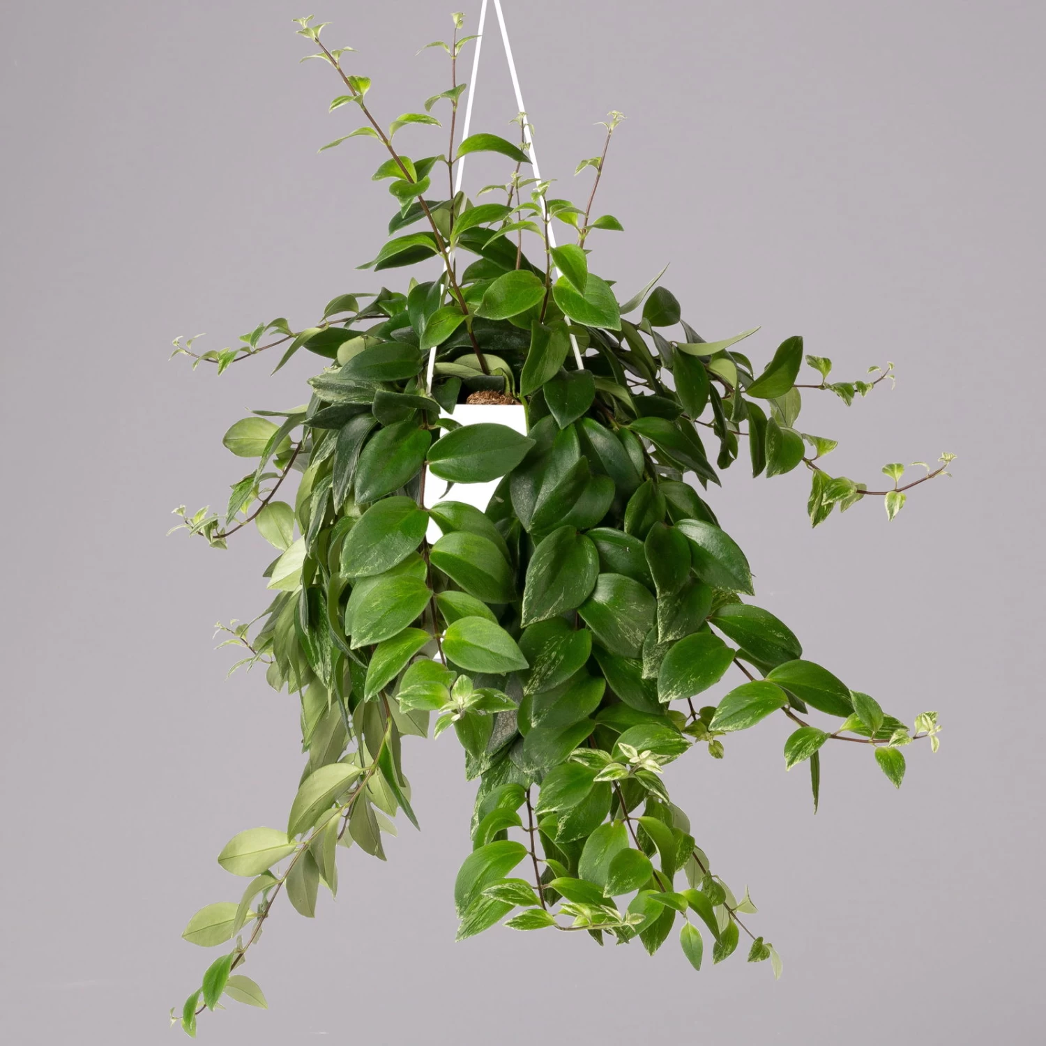 Panaschierte Schamblume, In Blumenampel, Topf-Ø 14 Cm, Höhe Ca. 30 Cm 1 Panaschierte Schamblume, In Blumenampel, Topf-Ø 14 Cm, Höhe Ca. 30 Cm