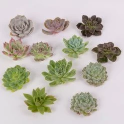 Schnittecheverien-Mix, Ø 5 Cm, 12er-Set -Gartenbedarf Verkäufe 0250103006 Schnittecheverien 12er Set WS 2