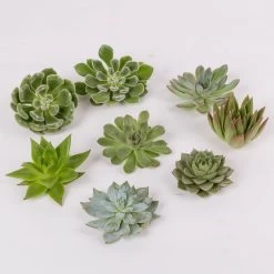 Schnittecheverien-Mix, Ø 8 Cm, 8er-Set -Gartenbedarf Verkäufe 0250103007 Schnittecheverien 8er Set WS 2