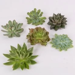 Schnittecheverien-Mix, Ø 10 Cm, 6er-Set 10 Schnittecheverien-Mix, Ø 10 Cm, 6er-Set -Gartenbedarf Verkäufe 0250103008 Schnittecheverien 6er Set WS 2