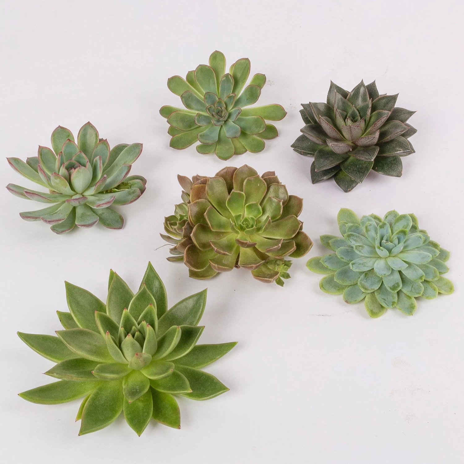 Schnittecheverien-Mix, Ø 10 Cm, 6er-Set 3 Schnittecheverien-Mix, Ø 10 Cm, 6er-Set – Bild 3