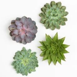 Schnittecheverien-Mix, Ø 12 Cm, 4er-Set 10 Schnittecheverien-Mix, Ø 12 Cm, 4er-Set -Gartenbedarf Verkäufe 0250103009 Schnittecheverien 4er Set 12 cm WS 2