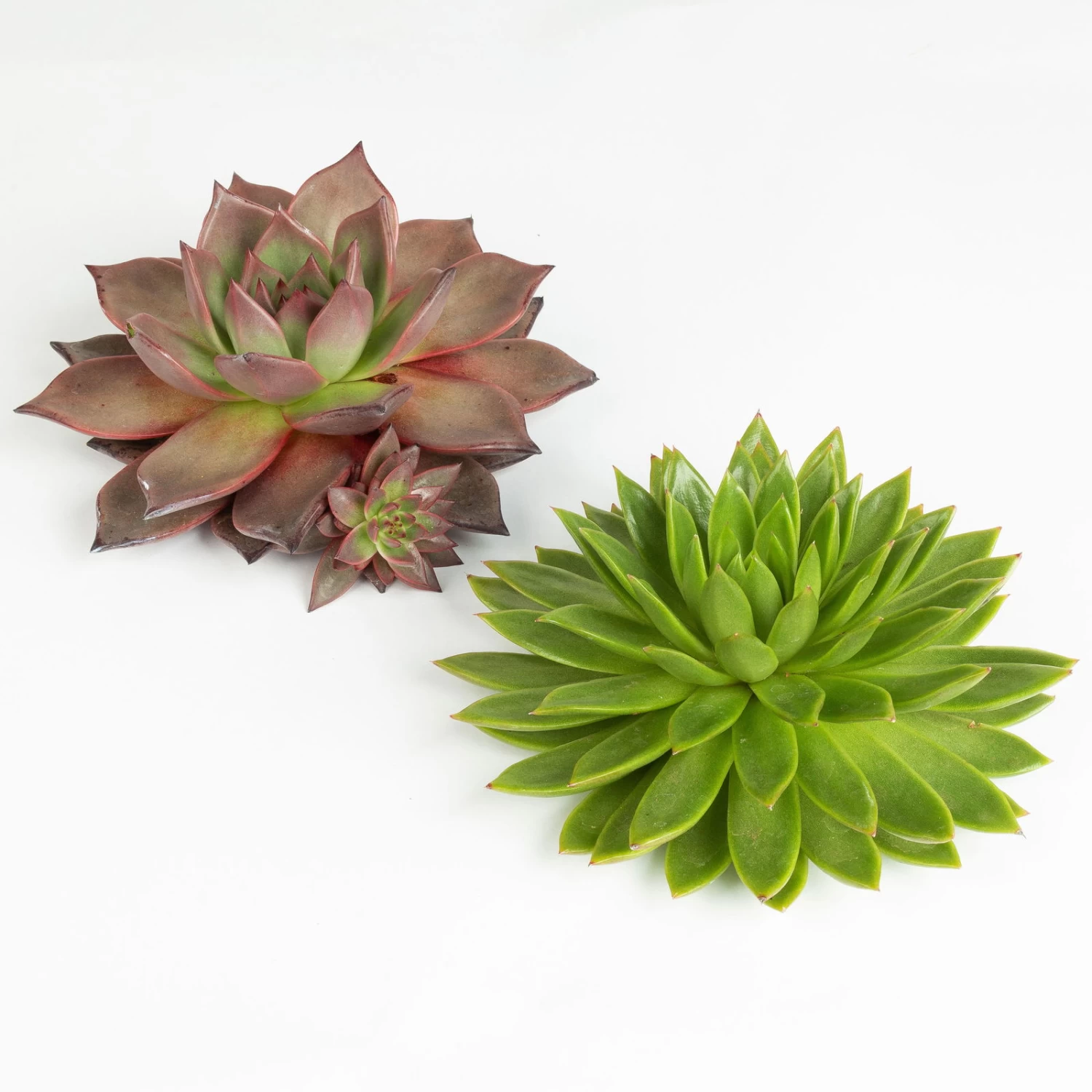 Schnittecheverien-Mix, Ø 16 Cm, 2er-Set 1 Schnittecheverien-Mix, Ø 16 Cm, 2er-Set