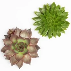 Schnittecheverien-Mix, Ø 16 Cm, 2er-Set 10 Schnittecheverien-Mix, Ø 16 Cm, 2er-Set -Gartenbedarf Verkäufe 0250103010 Schnittecheverien 2er Set 16 cm WS 2