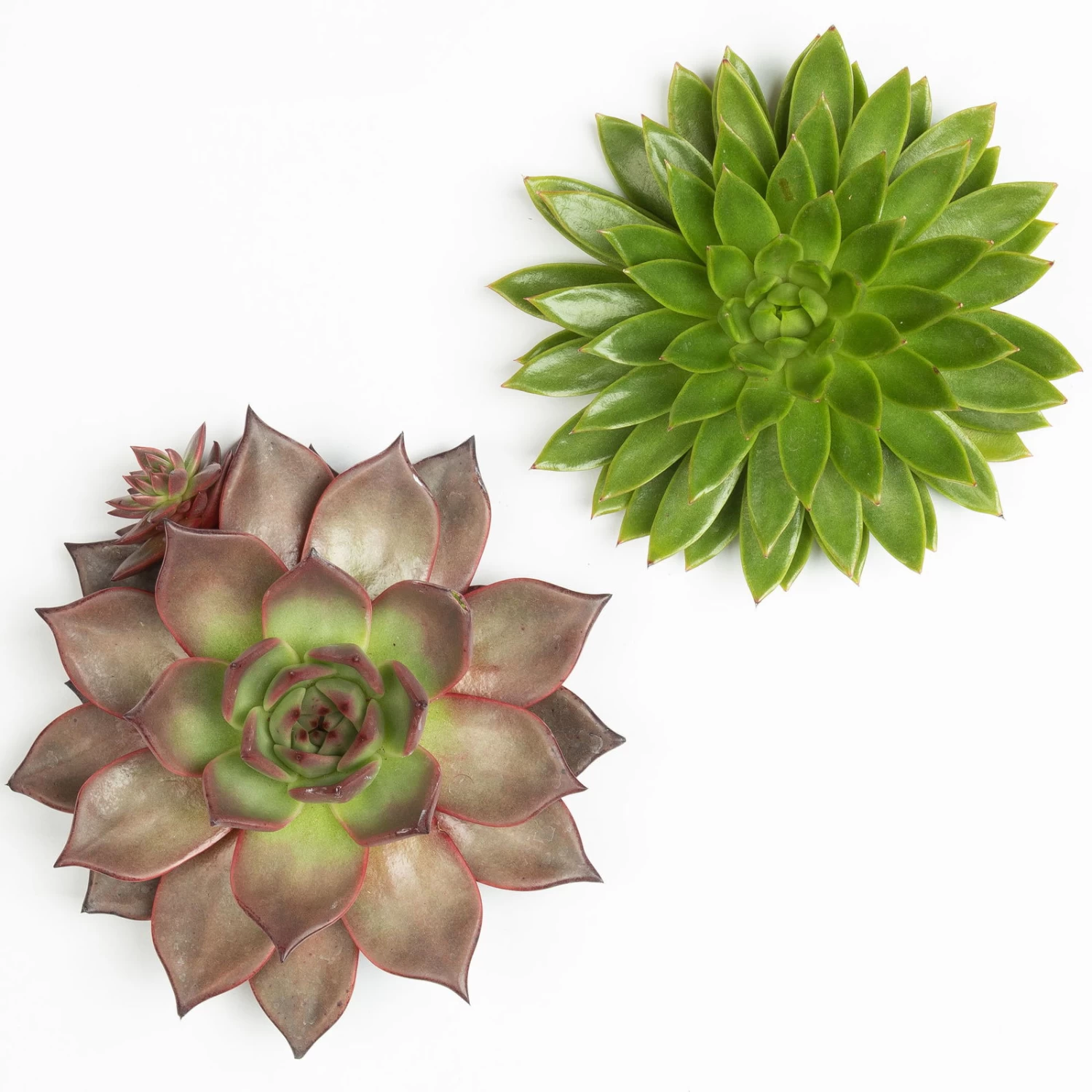 Schnittecheverien-Mix, Ø 16 Cm, 2er-Set 3 Schnittecheverien-Mix, Ø 16 Cm, 2er-Set – Bild 3