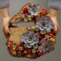 Schnittecheverien-Mix, Ø 10 Cm, 6er-Set 12 Schnittecheverien-Mix, Ø 10 Cm, 6er-Set -Gartenbedarf Verkäufe 0250103364 Echeveria Mix 7 10cm in DIY Box 6 117174 3