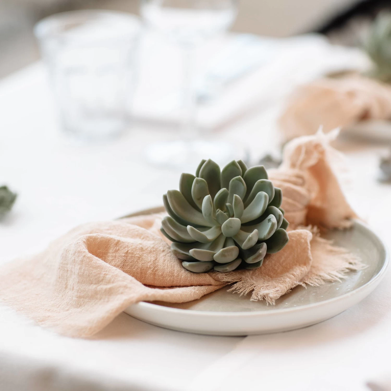 Schnitt-Echeveria Mix, 5 Stück In DIY Box, 7-10 Cm Ø 4 Schnitt-Echeveria Mix, 5 Stück In DIY Box, 7-10 Cm Ø – Bild 4