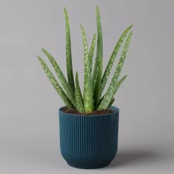 Aloe Vera In Übertopf Vibes Blau, Topf-Ø 12 Cm, Höhe Ca. 35 Cm, 2er-Set 9 Aloe Vera In Übertopf Vibes Blau, Topf-Ø 12 Cm, Höhe Ca. 35 Cm, 2er-Set -Gartenbedarf Verkäufe 0250103385 Aloe vera in uebertopf blau 2er Set Elho Vibes 1 124892