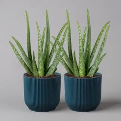 Aloe Vera In Übertopf Vibes Blau, Topf-Ø 12 Cm, Höhe Ca. 35 Cm, 2er-Set