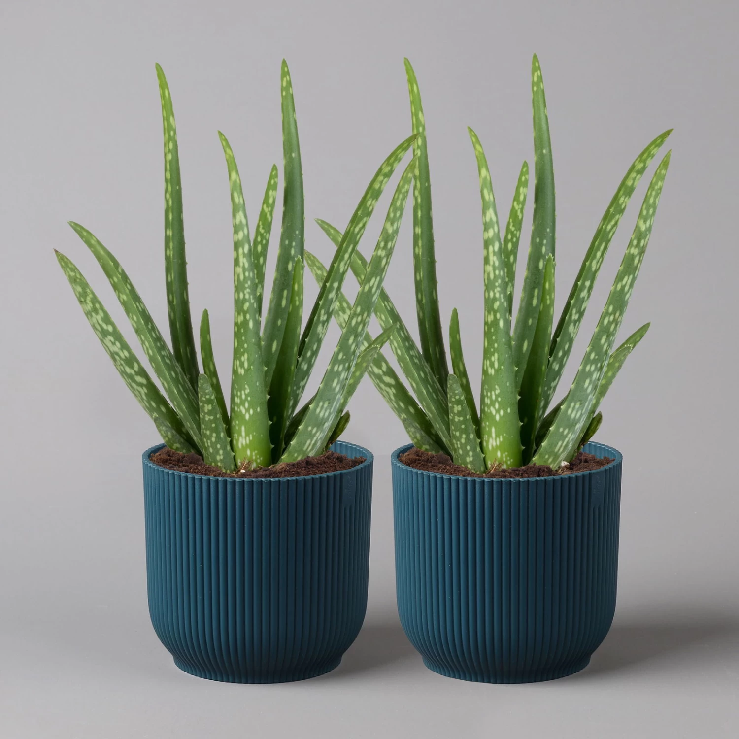 Aloe Vera In Übertopf Vibes Blau, Topf-Ø 12 Cm, Höhe Ca. 35 Cm, 2er-Set 1 Aloe Vera In Übertopf Vibes Blau, Topf-Ø 12 Cm, Höhe Ca. 35 Cm, 2er-Set