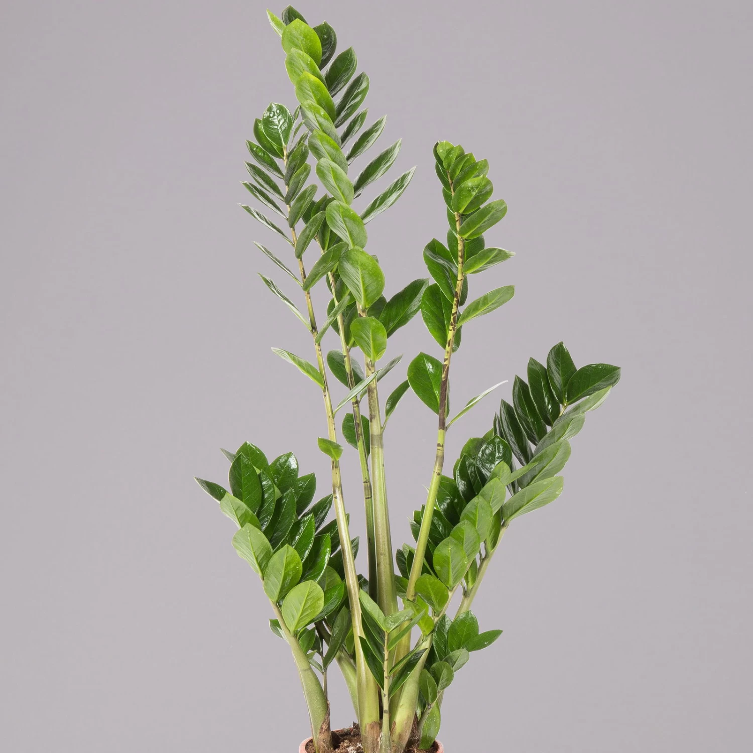 Glücksfeder, Topf-Ø 17 Cm, Höhe Ca. 55-75 Cm 2 Glücksfeder, Topf-Ø 17 Cm, Höhe Ca. 55-75 Cm – Bild 2