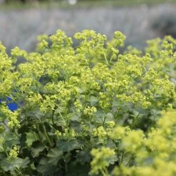 Frauenmantel Grün-gelb, Topf-Ø 11 Cm, 3er-Set -Gartenbedarf Verkäufe 0310100893 Alchemilla mollis 1 79990