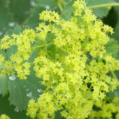 Frauenmantel Grün-gelb, Topf-Ø 11 Cm, 3er-Set -Gartenbedarf Verkäufe 0310100893 Alchemilla mollis Koelle 9cm Topf 67664