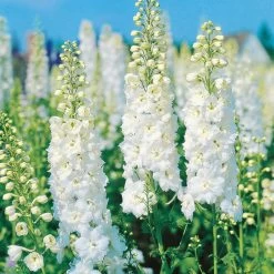 Rittersporn 'New Millenium' Weiß, Topf-Ø 11 Cm, 3er-Set