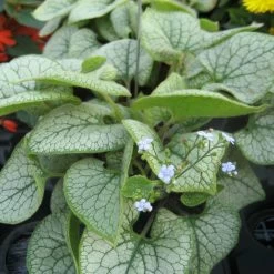 Vergissmeinnicht 'Jack Frost' Blau, Topf-Ø 12 Cm, 3er-Set -Gartenbedarf Verkäufe 0310106107 Brunnera macrophylla Jack Frost KB Topf blau1 76895