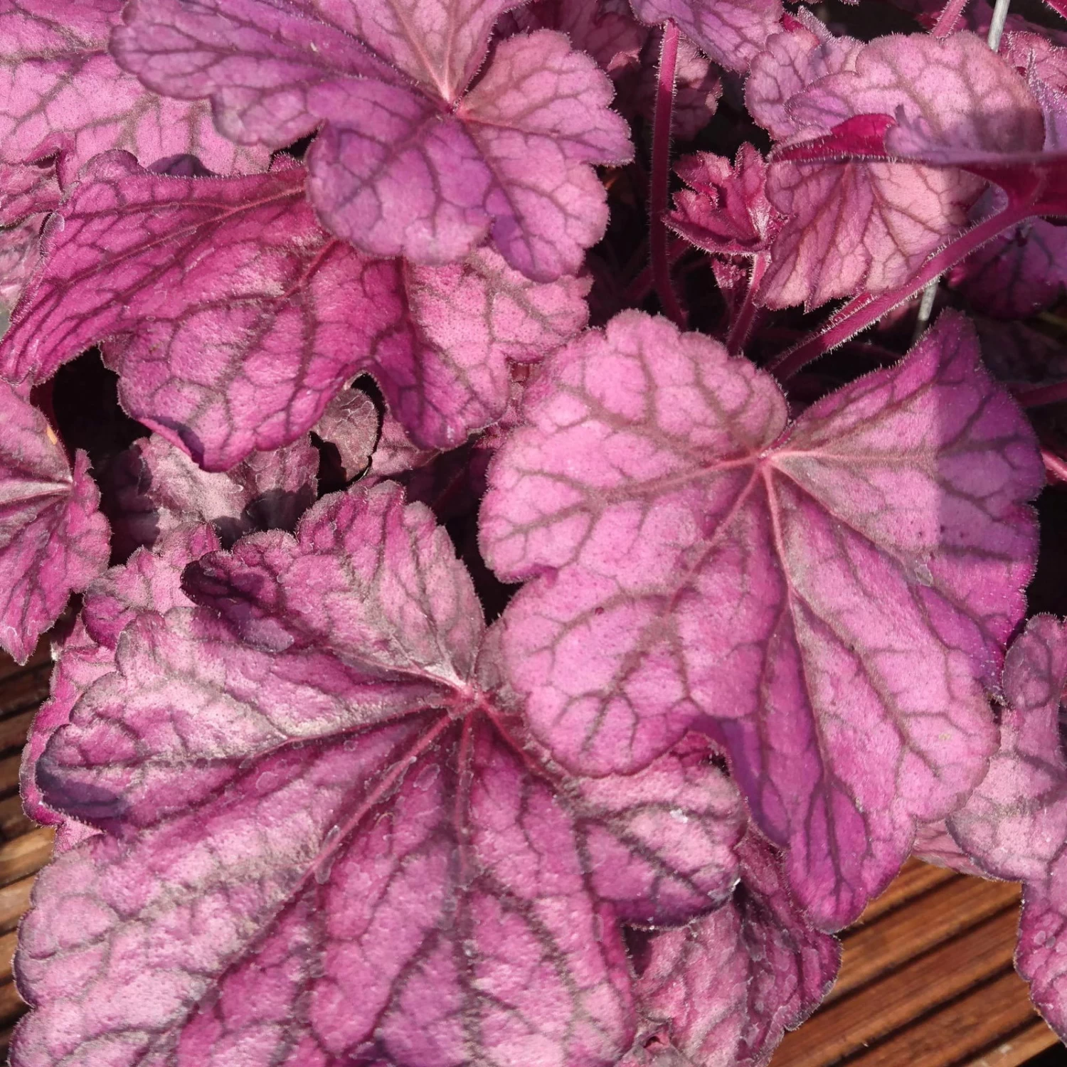 Purpurglöckchen 'Wild Rose' Violett, Topf-Ø 12 Cm, 3er-Set 1 Purpurglöckchen 'Wild Rose' Violett, Topf-Ø 12 Cm, 3er-Set