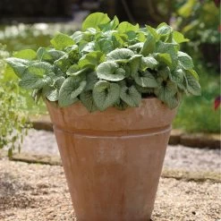 Vergissmeinnicht 'Jack Frost' Blau, Topf-Ø 12 Cm, 3er-Set -Gartenbedarf Verkäufe 0319100421 Brunnera macro Jack Frost 84706