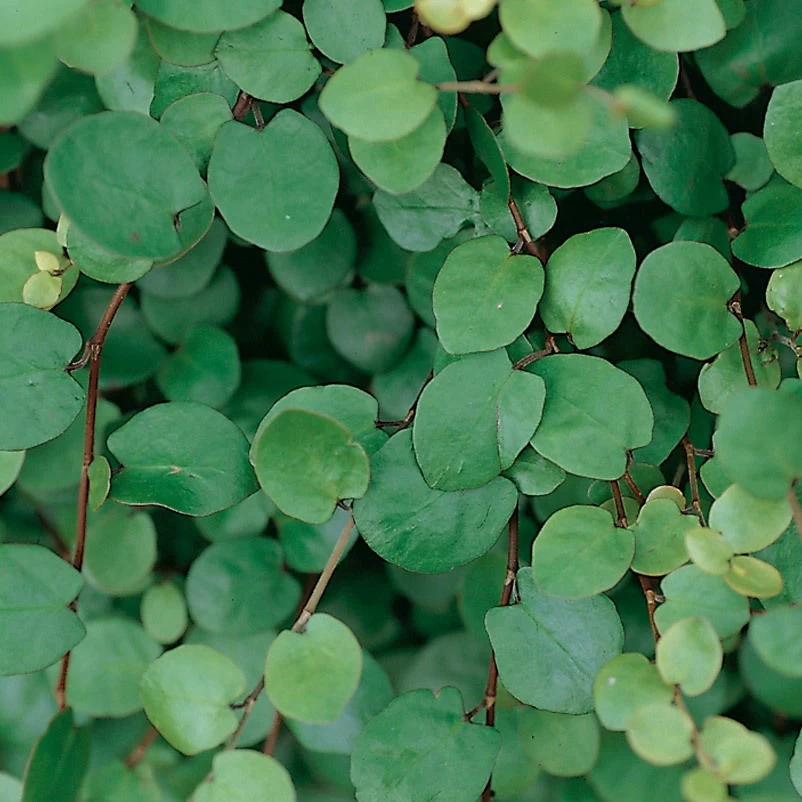 Calocephalus & Mühlenbeckie, Topf-Ø 23 Cm 6 Calocephalus & Mühlenbeckie, Topf-Ø 23 Cm – Bild 6