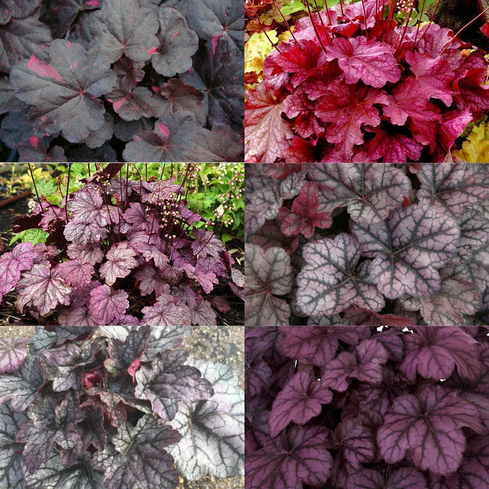 Purpurglöckchen Violett-rosalaubig, Topf-Ø 12 Cm, 3er-Set 1 Purpurglöckchen Violett-rosalaubig, Topf-Ø 12 Cm, 3er-Set