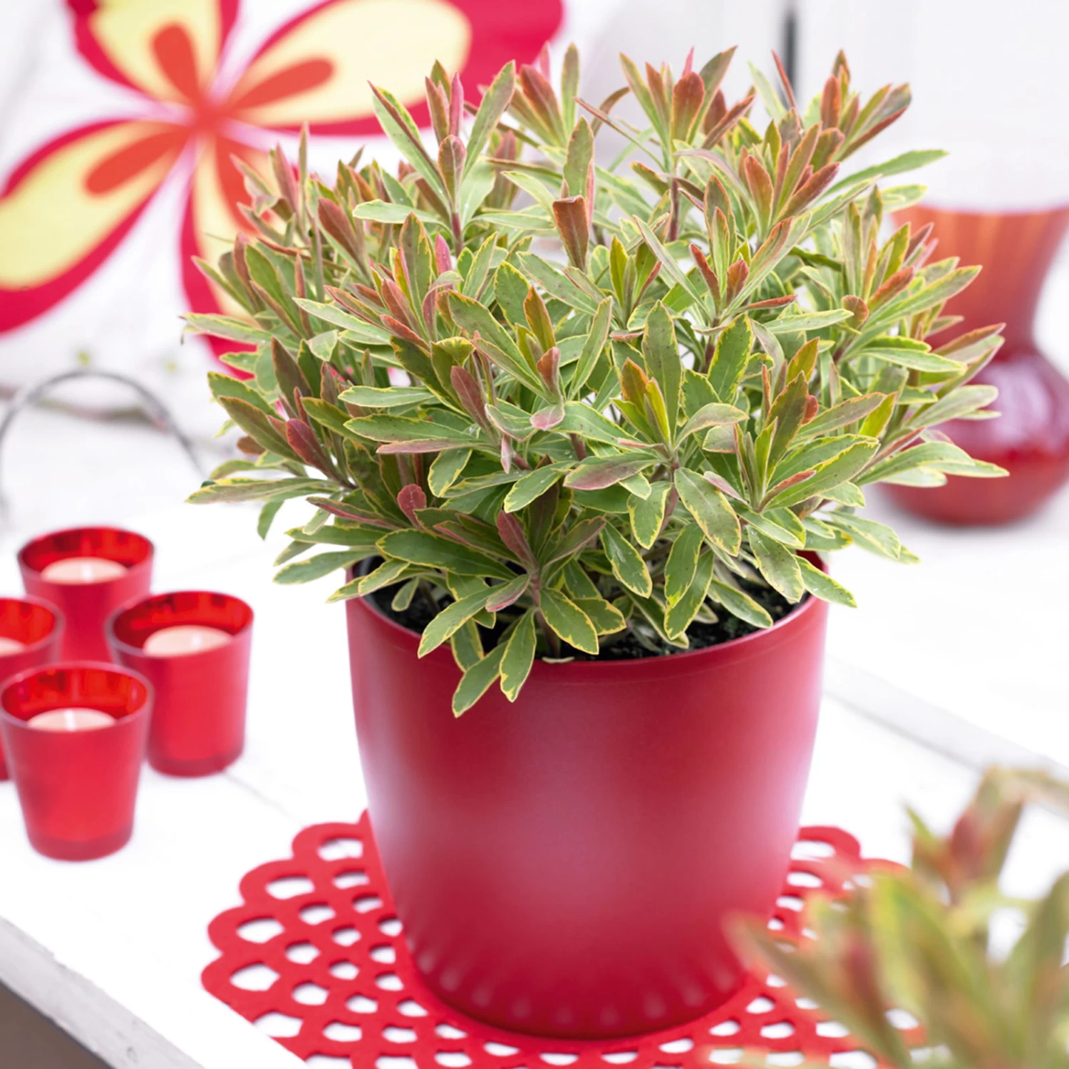 Wolfsmilch 'Ascot Rainbow' Grüngelb, Topf-Ø 12 Cm, 3er-Set 1 Wolfsmilch 'Ascot Rainbow' Grüngelb, Topf-Ø 12 Cm, 3er-Set