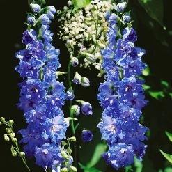 Bestseller -Gartenbedarf Verkäufe 0319100505 Delphinium elat New Millenium 3er Set 2 107941