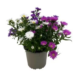 Aster Novi-belgii 'Trio', 3er-Set, Weiß-rosa-blau, Topf 12/13 Cm Ø 9 Aster Novi-belgii 'Trio', 3er-Set, Weiß-rosa-blau, Topf 12/13 Cm Ø -Gartenbedarf Verkäufe 0319200007 Aster novi belgii gefuellt Trio weiss rosa blau 3er Set WS 2 95821