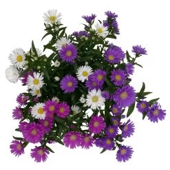 Aster Novi-belgii 'Trio', 3er-Set, Weiß-rosa-blau, Topf 12/13 Cm Ø 11 Aster Novi-belgii 'Trio', 3er-Set, Weiß-rosa-blau, Topf 12/13 Cm Ø -Gartenbedarf Verkäufe 0319200007 Aster novi belgii gefuellt Trio weiss rosa blau 3er Set WS 4 95823