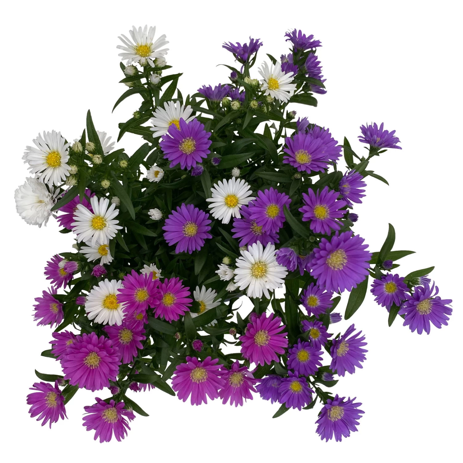 Aster Novi-belgii 'Trio', 3er-Set, Weiß-rosa-blau, Topf 12/13 Cm Ø 5 Aster Novi-belgii 'Trio', 3er-Set, Weiß-rosa-blau, Topf 12/13 Cm Ø – Bild 5
