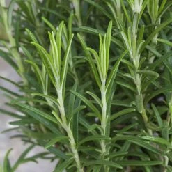 Rosmarin, Ballen-Ø Ca. 7 Cm, 3x 6er-Tray=18 Pflanzen -Gartenbedarf Verkäufe 0319200055 Rosmarinus officinalis Koelle 6er Pack WS 2 103375