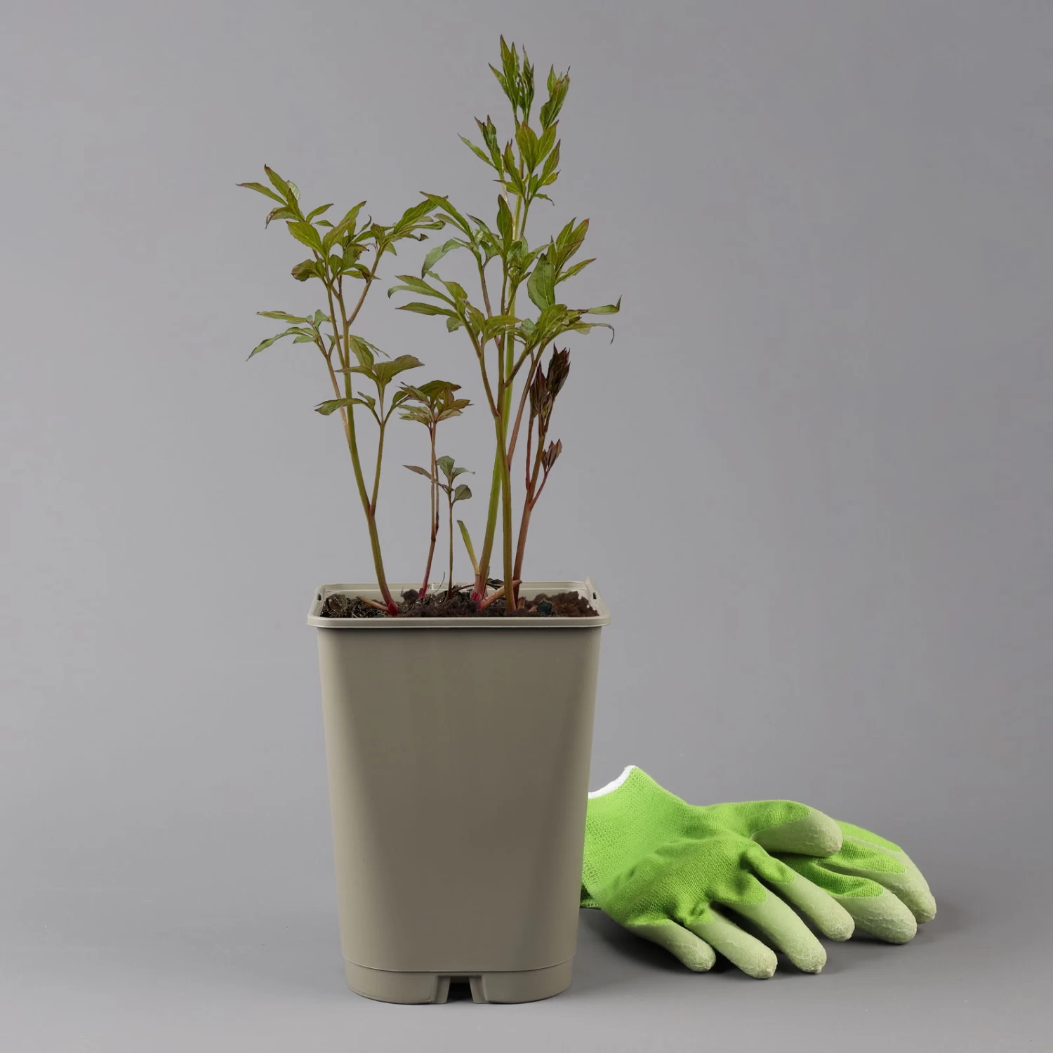 Kölle's Beste Pfingstrose 'Duchesse De Nemours' Weiß, 3 Liter Topf 2 Kölle's Beste Pfingstrose 'Duchesse De Nemours' Weiß, 3 Liter Topf – Bild 2