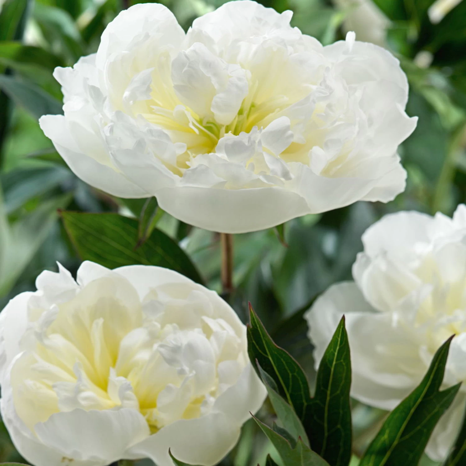 Kölle's Beste Pfingstrose 'Duchesse De Nemours' Weiß, 3 Liter Topf 1 Kölle's Beste Pfingstrose 'Duchesse De Nemours' Weiß, 3 Liter Topf