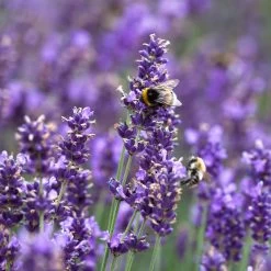 Lavendel 'Hidcote Blue', Dunkel-blauviolett, Topf-Ø 23 Cm 8 Lavendel 'Hidcote Blue', Dunkel-blauviolett, Topf-Ø 23 Cm -Gartenbedarf Verkäufe 0320500484 Lavandula ang Hidcote Bluete 1 111619