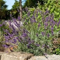 Lavendel 'Hidcote Blue', Dunkel-blauviolett, Topf-Ø 23 Cm 9 Lavendel 'Hidcote Blue', Dunkel-blauviolett, Topf-Ø 23 Cm -Gartenbedarf Verkäufe 0320500484 Lavandula ang Hidcote Bluete 3 111620