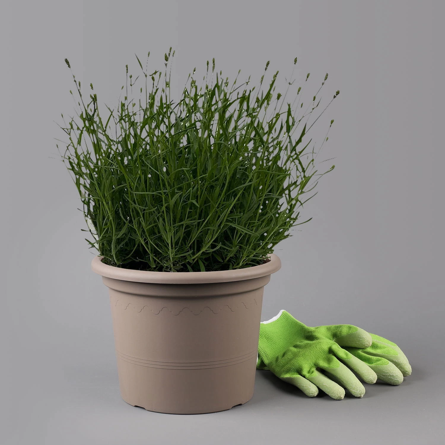 Lavendel 'Hidcote Blue', Dunkel-blauviolett, Topf-Ø 23 Cm 2 Lavendel 'Hidcote Blue', Dunkel-blauviolett, Topf-Ø 23 Cm – Bild 2