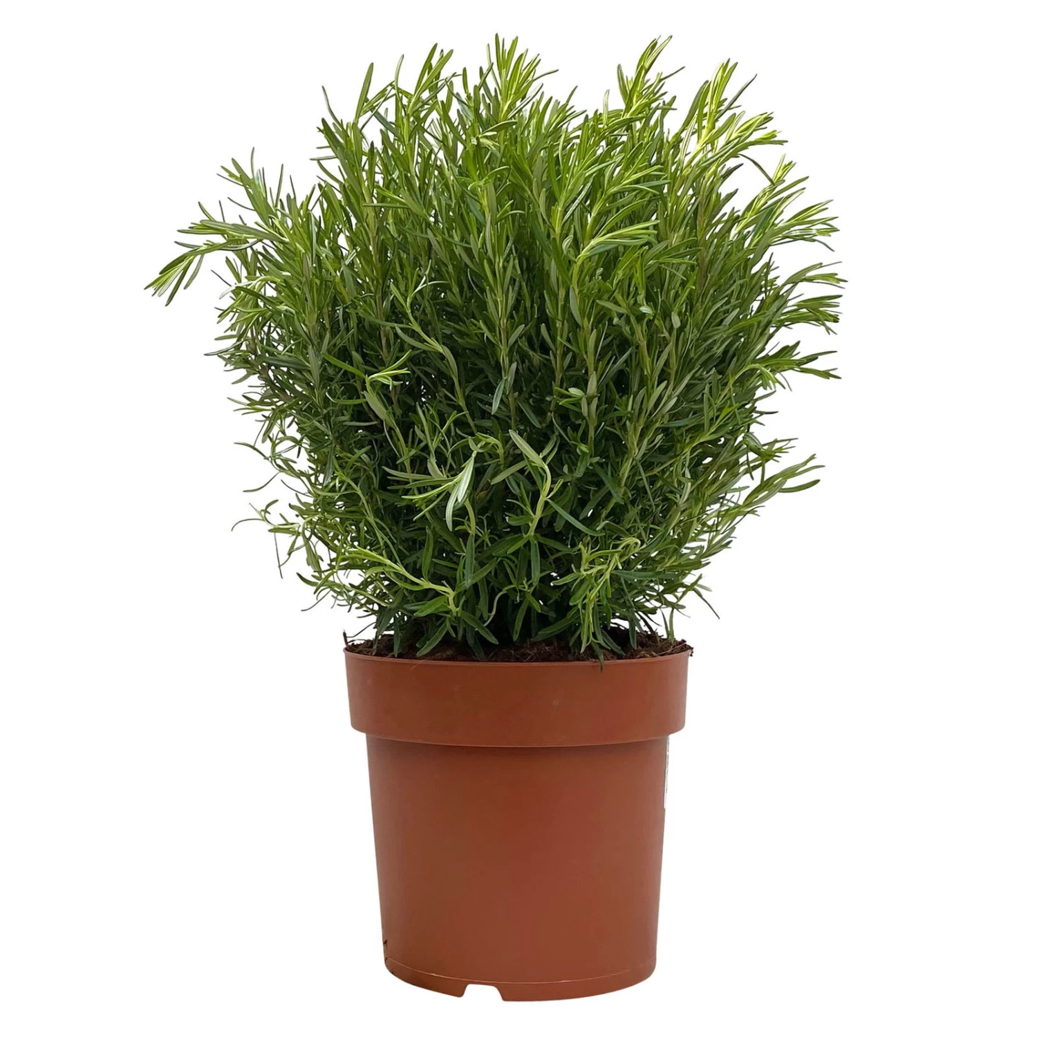 Rosmarin, Busch, Topf-Ø 23 Cm 1 Rosmarin, Busch, Topf-Ø 23 Cm