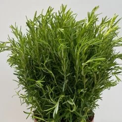 Rosmarin, Busch, Topf-Ø 23 Cm 8 Rosmarin, Busch, Topf-Ø 23 Cm -Gartenbedarf Verkäufe 0320500560 Rosmarinus officinalis Busch 3 109303
