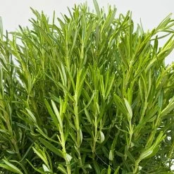 Rosmarin, Busch, Topf-Ø 23 Cm 9 Rosmarin, Busch, Topf-Ø 23 Cm -Gartenbedarf Verkäufe 0320500560 Rosmarinus officinalis Busch 7 109304