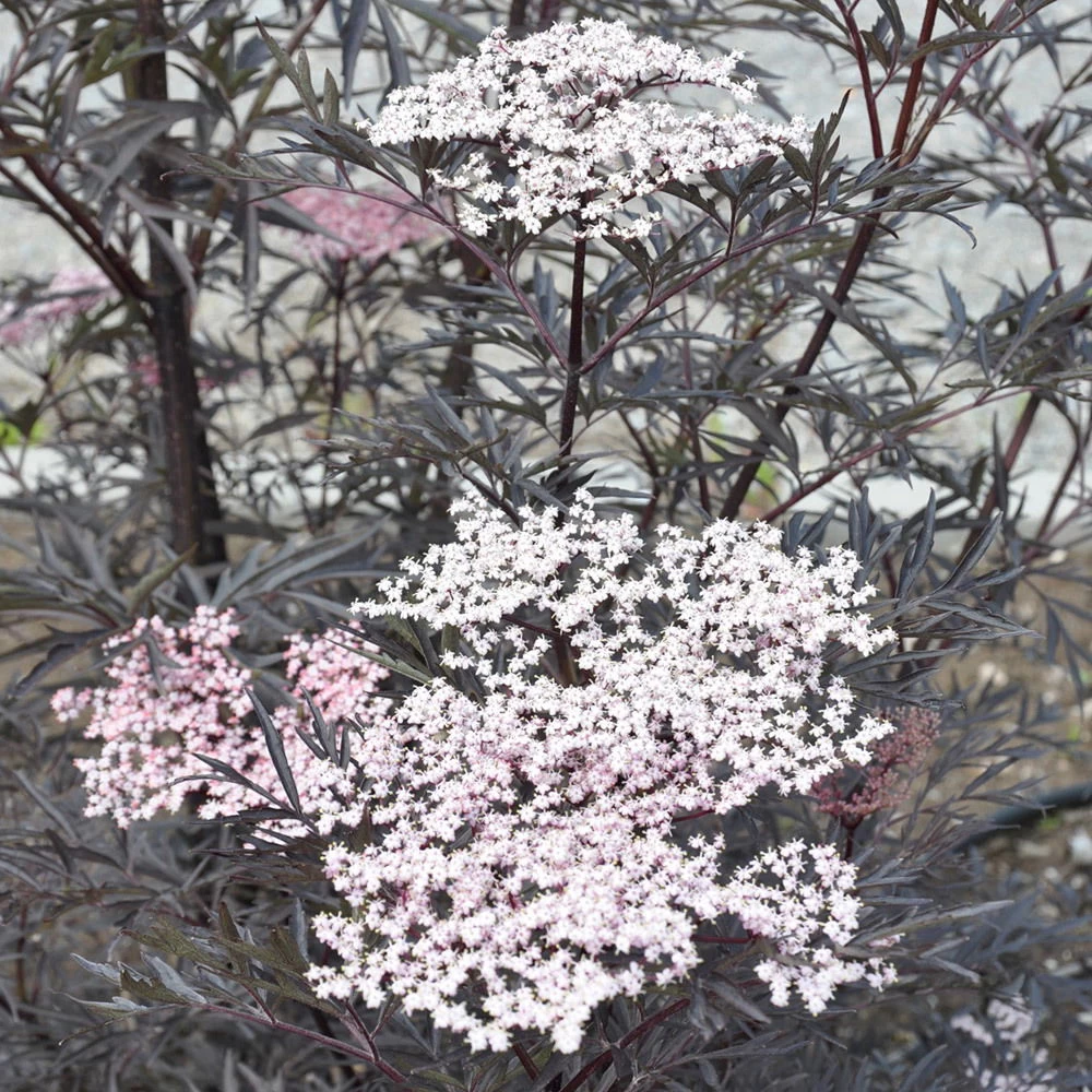 Rotlaubiger Holunder 'Black Lace'® ('Eva'PBR), 3er-Set, Topf 5 Liter 3 Rotlaubiger Holunder 'Black Lace'® ('Eva'PBR), 3er-Set, Topf 5 Liter – Bild 3