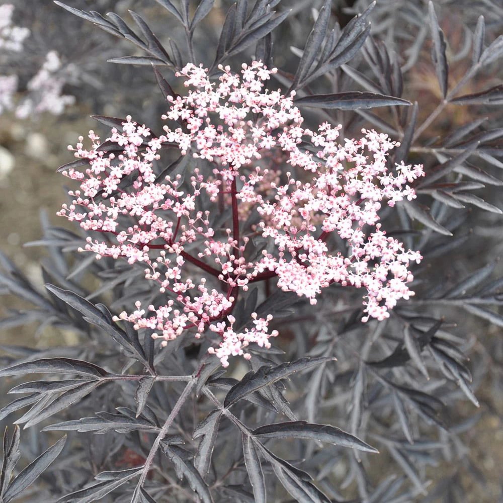 Rotlaubiger Holunder 'Black Lace'® ('Eva'PBR), 3er-Set, Topf 5 Liter 2 Rotlaubiger Holunder 'Black Lace'® ('Eva'PBR), 3er-Set, Topf 5 Liter – Bild 2