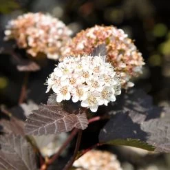 Rotblättrige Blasenspiere 'Diabolo'®, Cremeweiß, Höhe 30-60 Cm, Topf 5 Liter