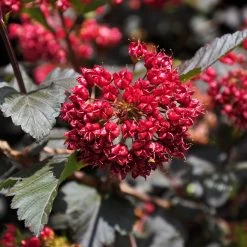Rotblättrige Blasenspiere 'Diabolo'®, Cremeweiß, Höhe 30-60 Cm, Topf 5 Liter -Gartenbedarf Verkäufe 0410110584 Physocarpus op Diabolo 3 92980