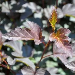 Rotblättrige Blasenspiere 'Diabolo'®, Cremeweiß, Höhe 30-60 Cm, Topf 5 Liter -Gartenbedarf Verkäufe 0410110584 Physocarpus op Diabolo 4 92983